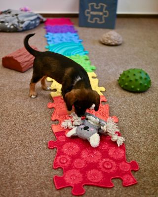 🐶 Amy - pes, který umí chodit po duze! 🌈 No dobře, tohle zní trochu jako z pohádky, ale nejsme daleko od reality! Věděli...